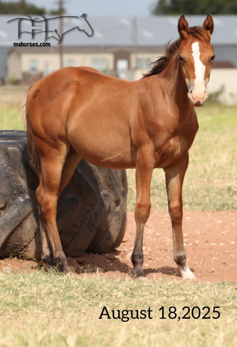Hancocks Rain Bonnet's 2025 Bay filly - CONTRACT PENDING